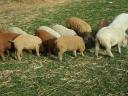 Mangalica és Mangalica x Duroc malacok eladók