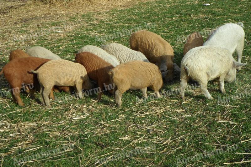 Mangalica és Mangalica x Duroc malacok eladók