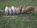 Mangalica és Mangalica x Duroc malacok eladók