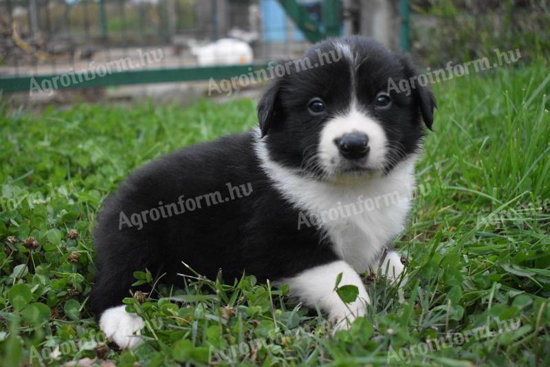 Border collie kiskutyák