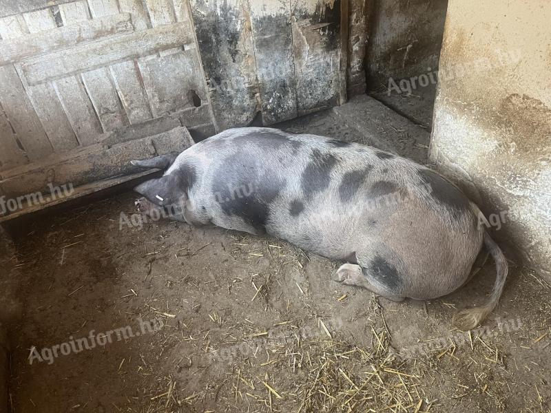 Eladó 200kg pietrin hízó