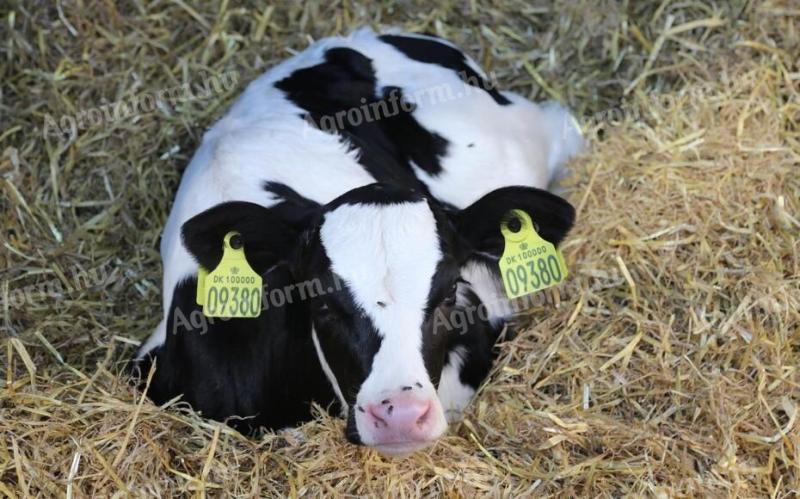 Holstein borjukat keresek