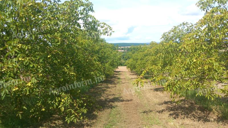 Zala vármegyében Pakod községben 5 Ha dió ültetvény eladó