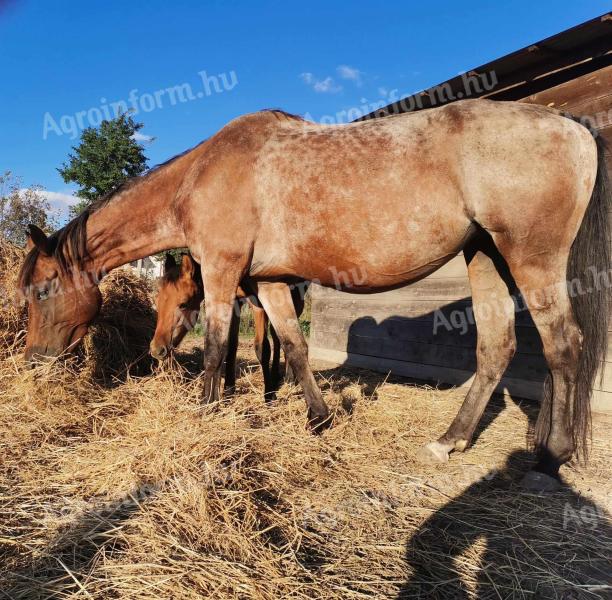 Eladó kanca ló csikójával