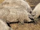 Mangalica hízó akció