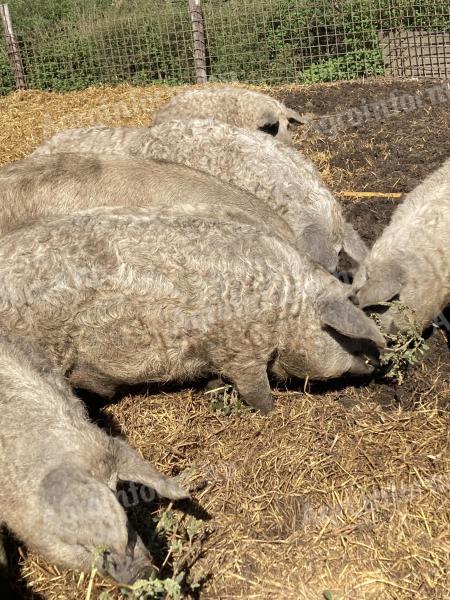 Mangalica hízó akció