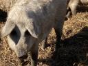 Mangalica hízó akció