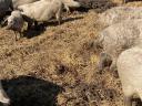 Mangalica hízó akció