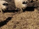 Mangalica hízó akció