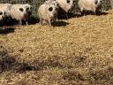 Mangalica hízó akció