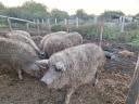 Mangalica malacok eladók törzsállományból