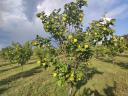 Birs Robusta fajta eladó