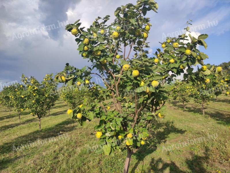 Birs Robusta fajta eladó