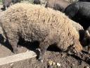 Mangalica malacok eladók.