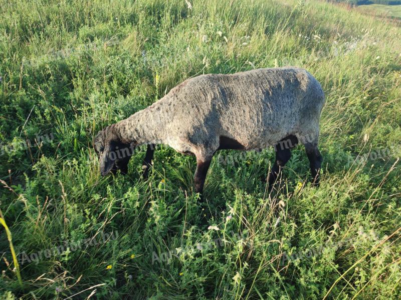 Szeretett birkáink eladóvá váltak Heves megyében