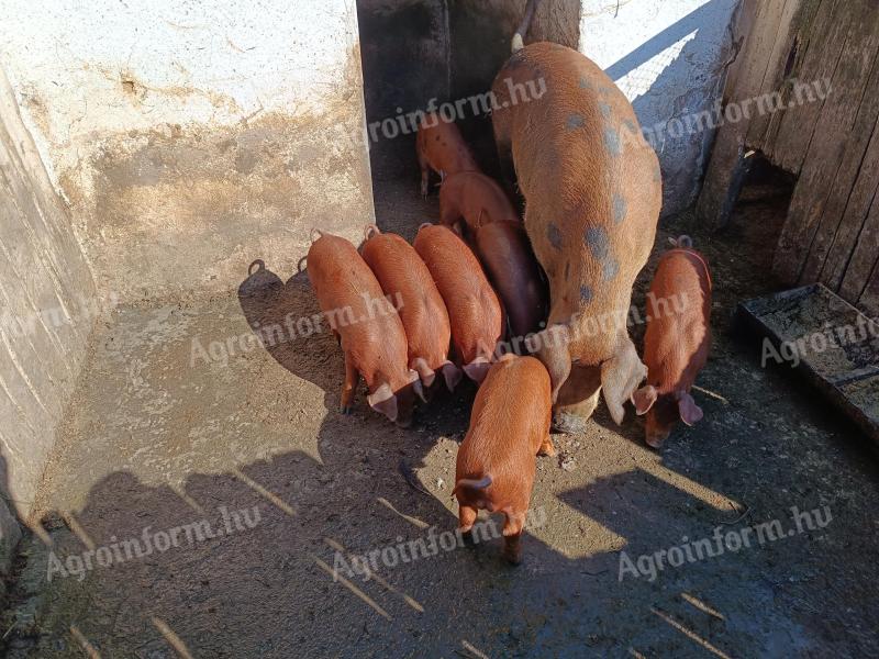 Duroc malac eladó