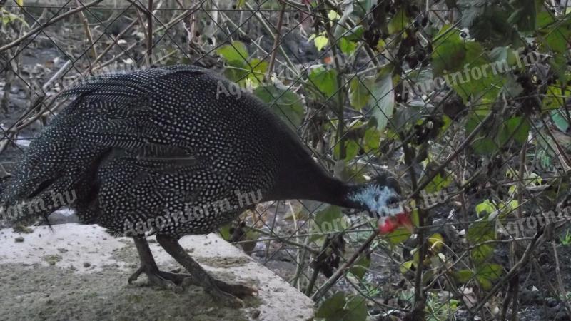 Francia gigantgyöngytyúk eladó