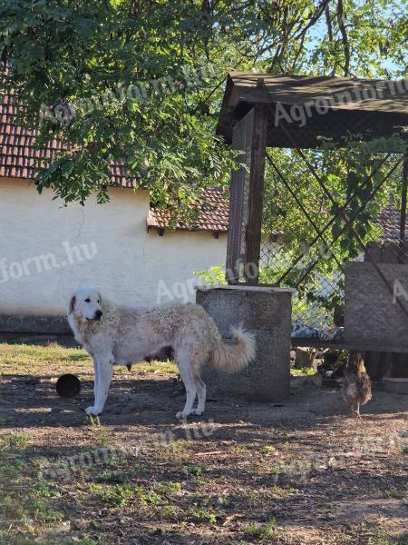 Kuvasz kiskutyák költöznének