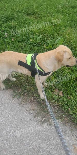 Labrador kölyök kutyák előjegyezhetők