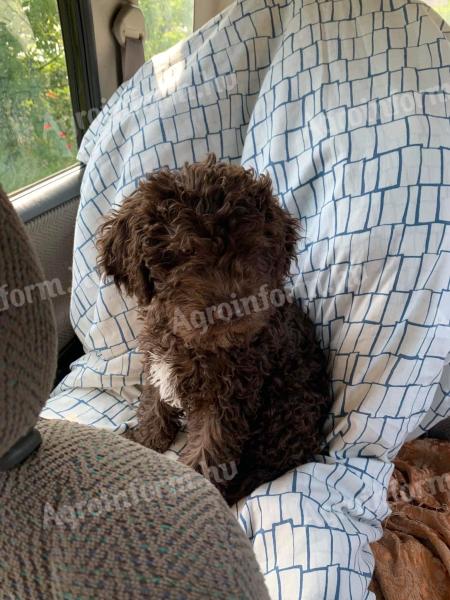 Lagotto Romagnolo