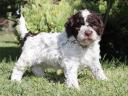 Lagotto Romagnolo