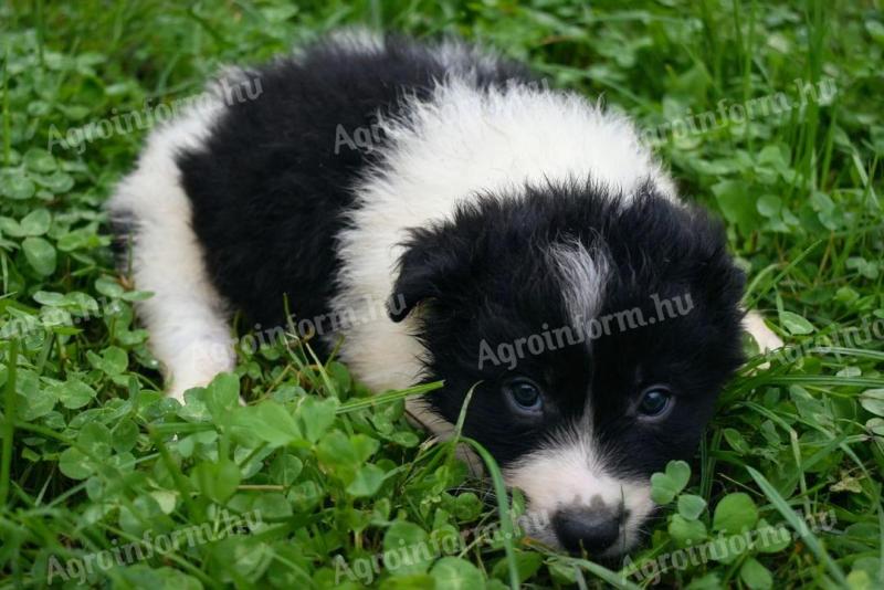 Border collie kan kiskutyák