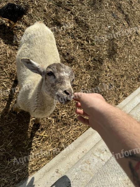 Kameruni keverék kos bárány és másfél éves Suffolk kos