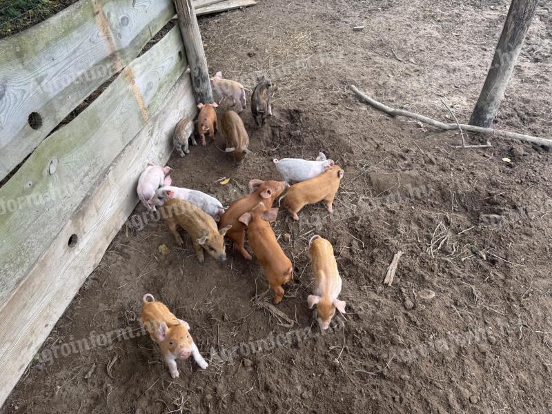 Eladó mangalica x duroc malacok