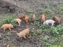 Eladó mangalica x Duroc malacok