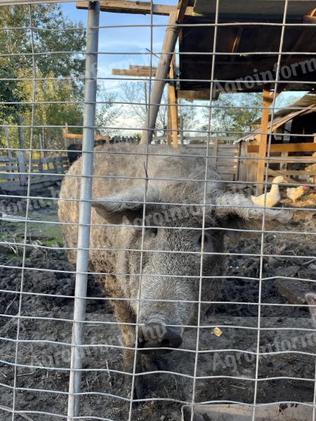 Herélt mangalica eladó