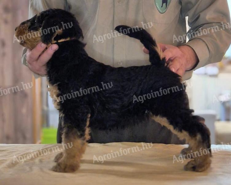 Airedale terrier kiskutyák