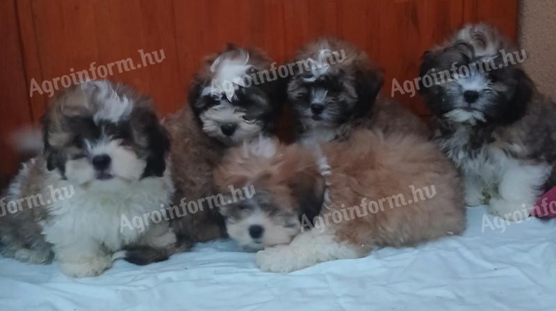 Bichon havanese kiskutyák gazdisodnának