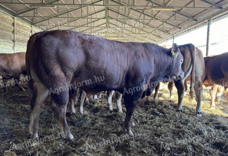 Eladó limousin tenyészbikàk