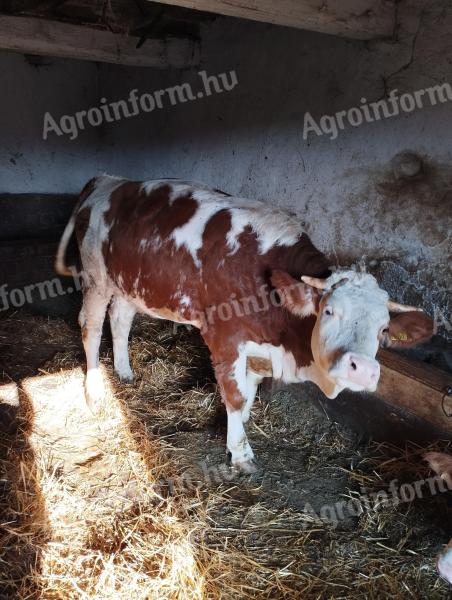 Magyartarka hasas üsző eladó