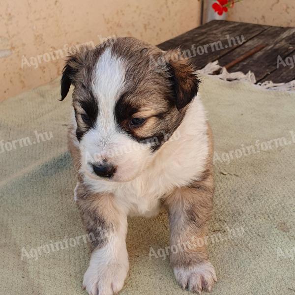 Fajtatiszta border collie kiskutyák