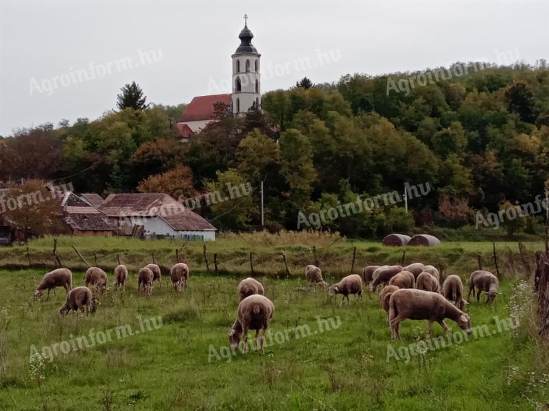 Regisztrált vemhes birkanyáj eladó