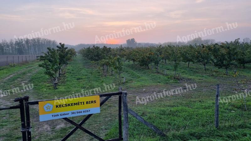 1,6 hektáros BIO birsültetvény eladó Kecskeméttől 10 km-re