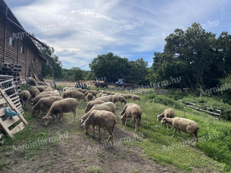 Magyar merinó törzsállomány