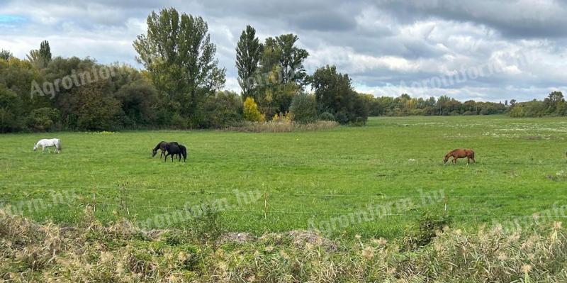 Lovak bértartása Sósóskúti Lovardában