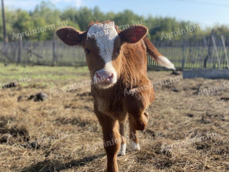 Magyar tarka /+MT, szürke marha vegyes üszőborjú eladó