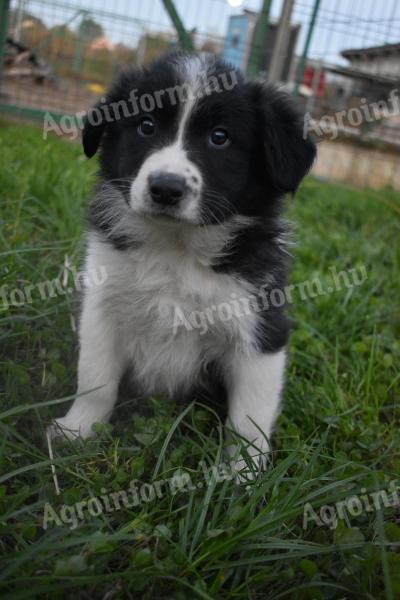 Border collie kiskutyák