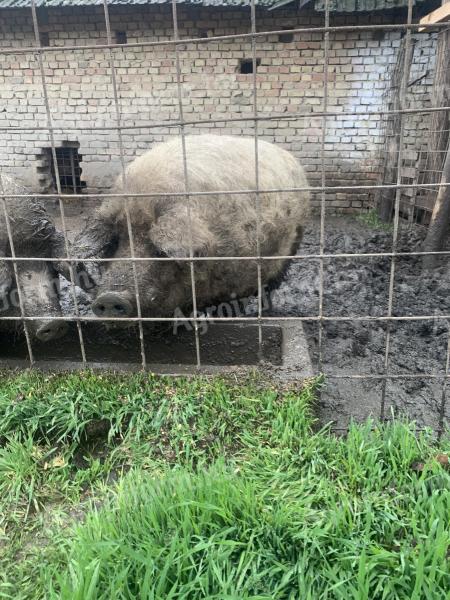 Mangalica kan disznó