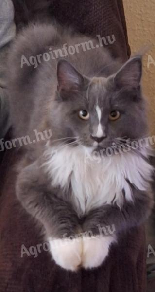 Maine Coon kandúr