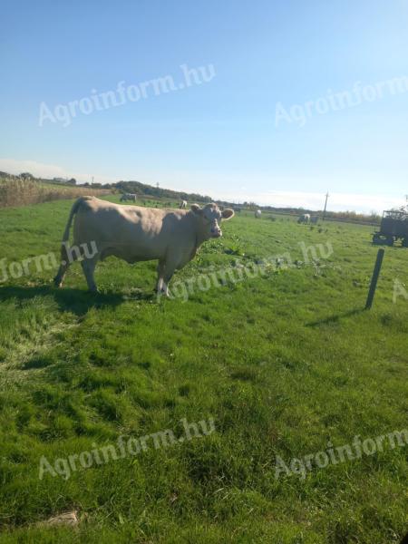 Vemhes charolais tehenek eladók: 8 db