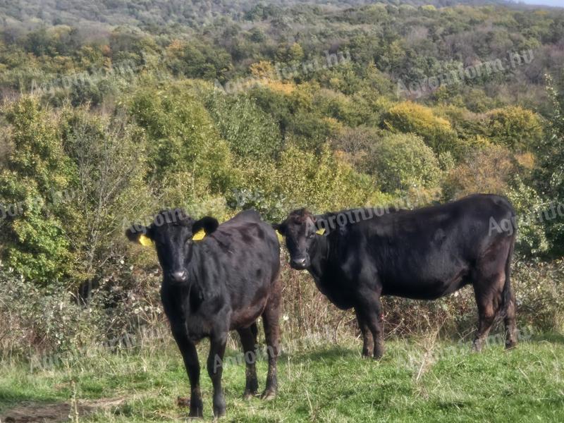 Wagyu - limuzin tehén és üsző