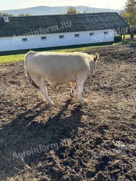 Charolais bikák űszők