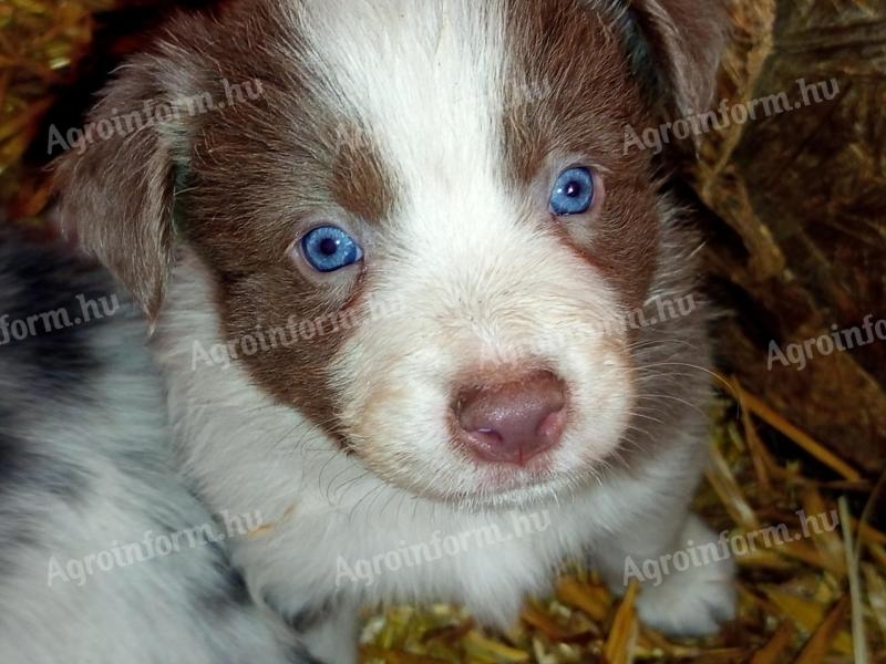 Border collie kiskutyák Ingyen elvihetők