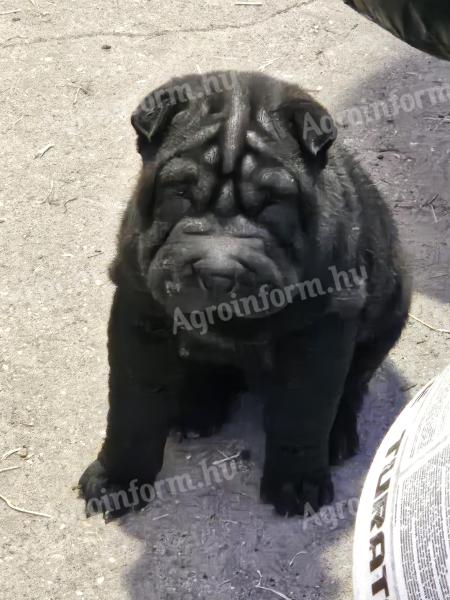 Shar pei fiúk