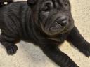 Shar pei fiúk