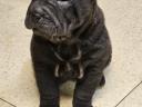 Shar pei fiúk